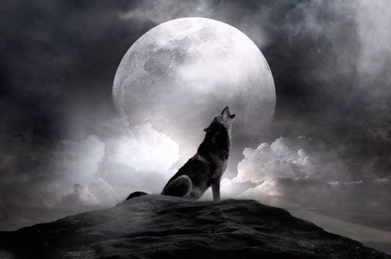 Как нарисовать волка воющего на луну