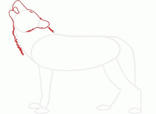 Как нарисовать волка воющего на луну: шаг 2