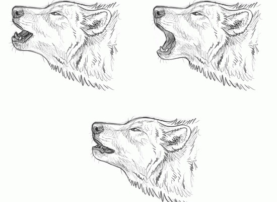 Как нарисовать волка воющего на луну: рассмотрим основные моменты, как можно нарисовать морду волка.