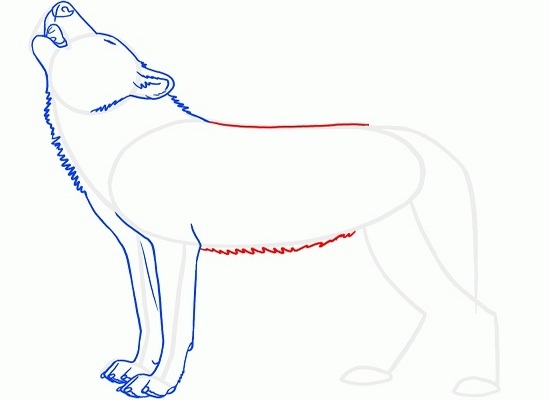 Как нарисовать волка воющего на луну: шаг 5