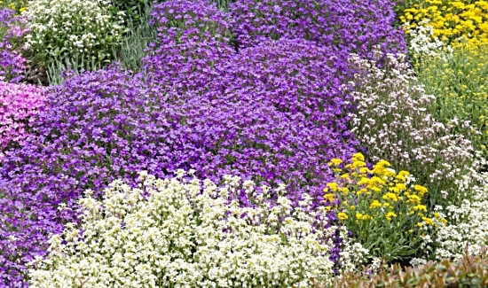Почвопокровные растения, цветущие все лето: названия