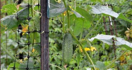 Сорта огурцов для открытого грунта самоопыляемые: как вырастить хороший урожай?