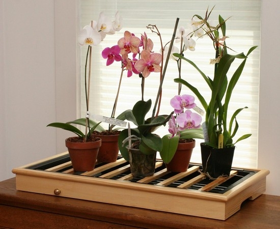 как вырастить орхидею из семян