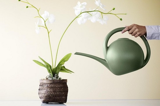 как вырастить орхидею из семян из Китая