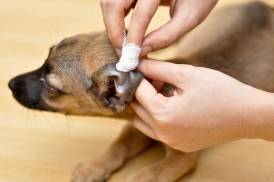 Как производится лечение собаки с ушным клещом