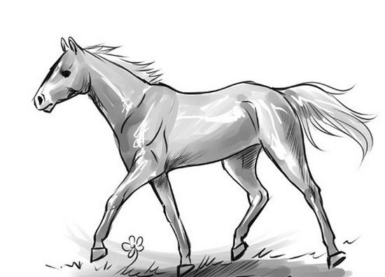 Как поэтапно рисовать лошадь карандашом: советы для начинающих