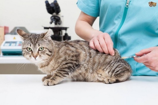какие прививки делают кошкам и когда