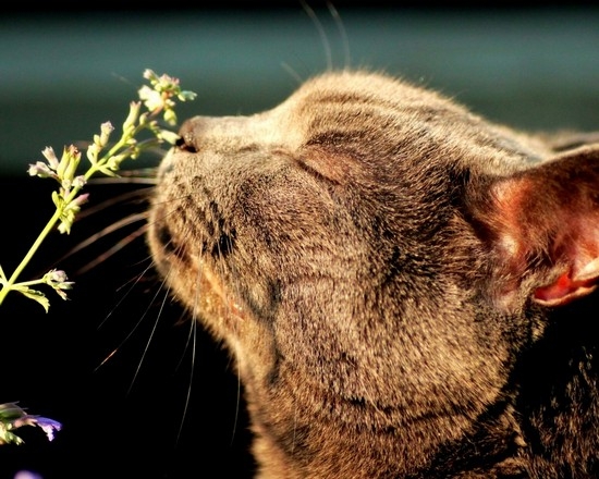 Растение может быть полезно для кошек 