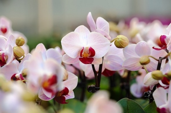 Янтарная кислота для орхидей: применение