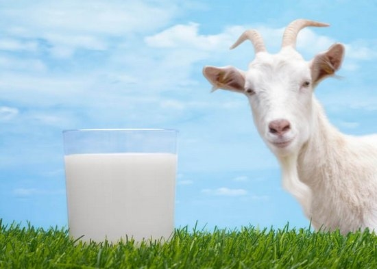 Как разводить сухое молоко для поросят