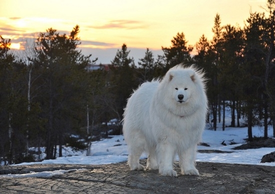 Самоедская собака - крупная порода собаки, похожая на медвежонка