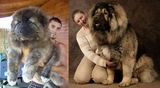 Кавказская овчарка - одна из крупных пород собак, похожих на медведя