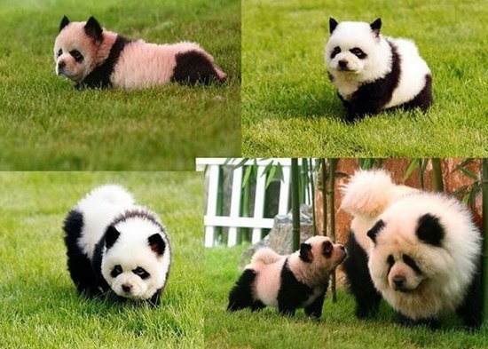 Чау Чау панда - крупная порода собаки, похожая на медвежонка
