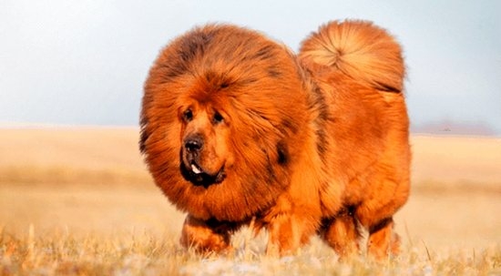 Тибетский мастиф - крупная порода собаки, похожая на медвежонка