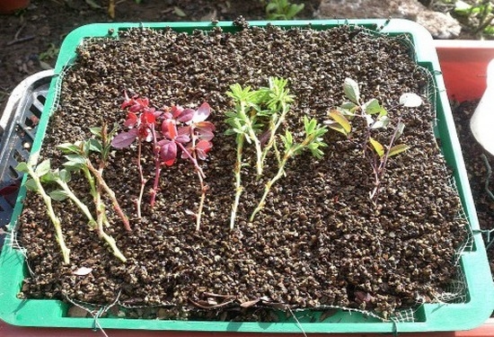 Выращивание и уход за различными сортами барбариса