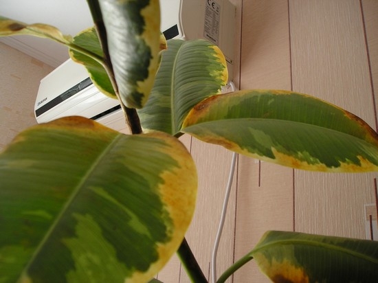 почему желтеют листья у комнатных растений
