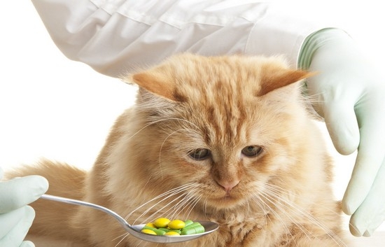Лечение почечной недостаточности у кошек 