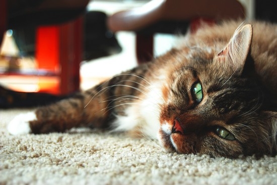 Почечная недостаточность у кошек: симптомы, лечение в домашних условиях