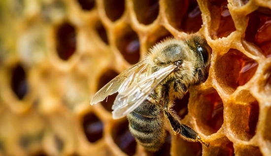 Мёд в сотах: польза и вред