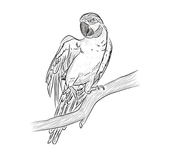 как нарисовать попугая Ара карандашом поэтапно