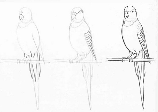 как нарисовать попугая карандашом поэтапно
