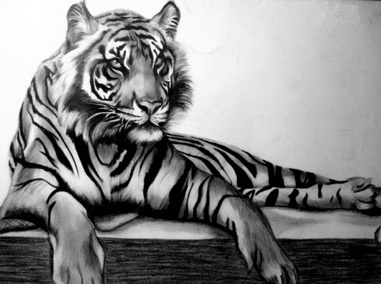 как нарисовать тигра карандашом поэтапно