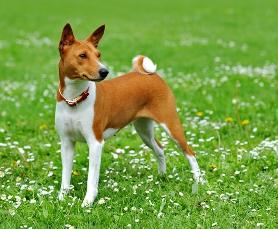 Басенджи – энергичные, умные и игривые собаки