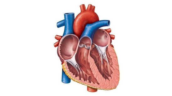Хорды (нити сухожилий) тянутся внутри желудочков