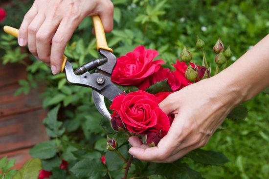 Как сохранить черенки роз до весны?