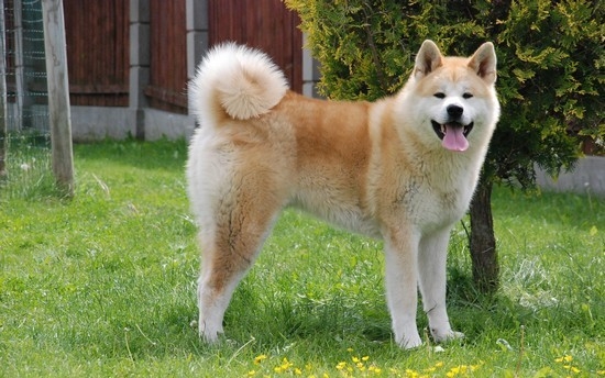Акита ину: описание породы, характер собаки
