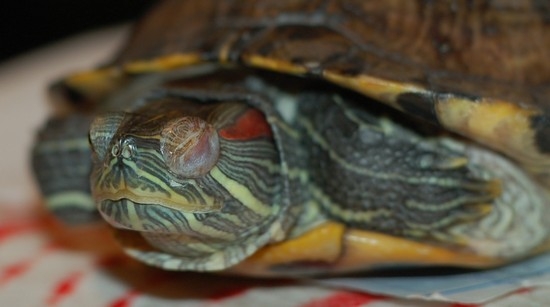 красноухая черепаха не открывает глаза