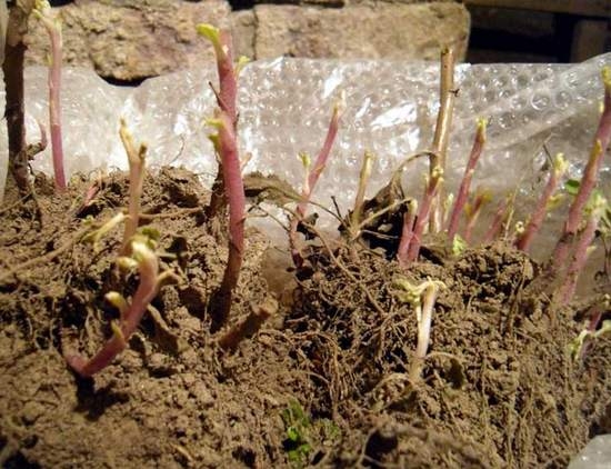 Как сохранить шаровидные хризантемы зимой?