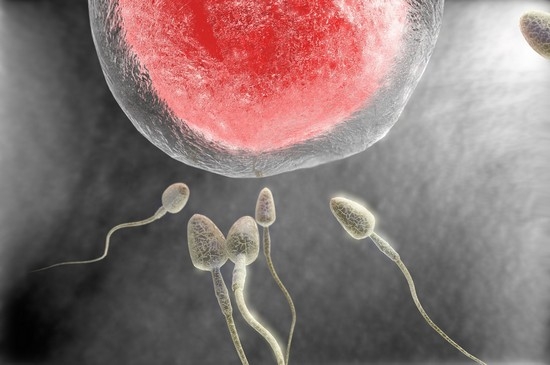 Как будет «принята» мужская сперма женским организмом
