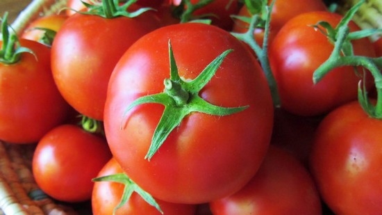 сорта томатов для теплицы, устойчивые к фитофторе
