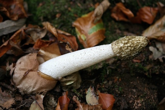гриб веселка какими лечебными свойствами он обладает