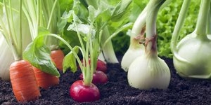 Соседями будем! Какие овощи можно и какие нельзя сажать рядом?