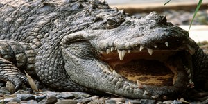 К чему снится крокодил?
